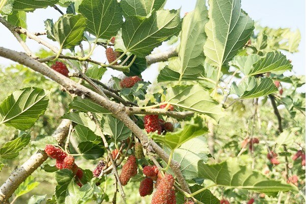 Trồng thứ cây tới mùa ra trái chả kịp cản, ở Hậu Giang, một nông dân hái 10 tấn bán, mang về 500 triệu- Ảnh 1.