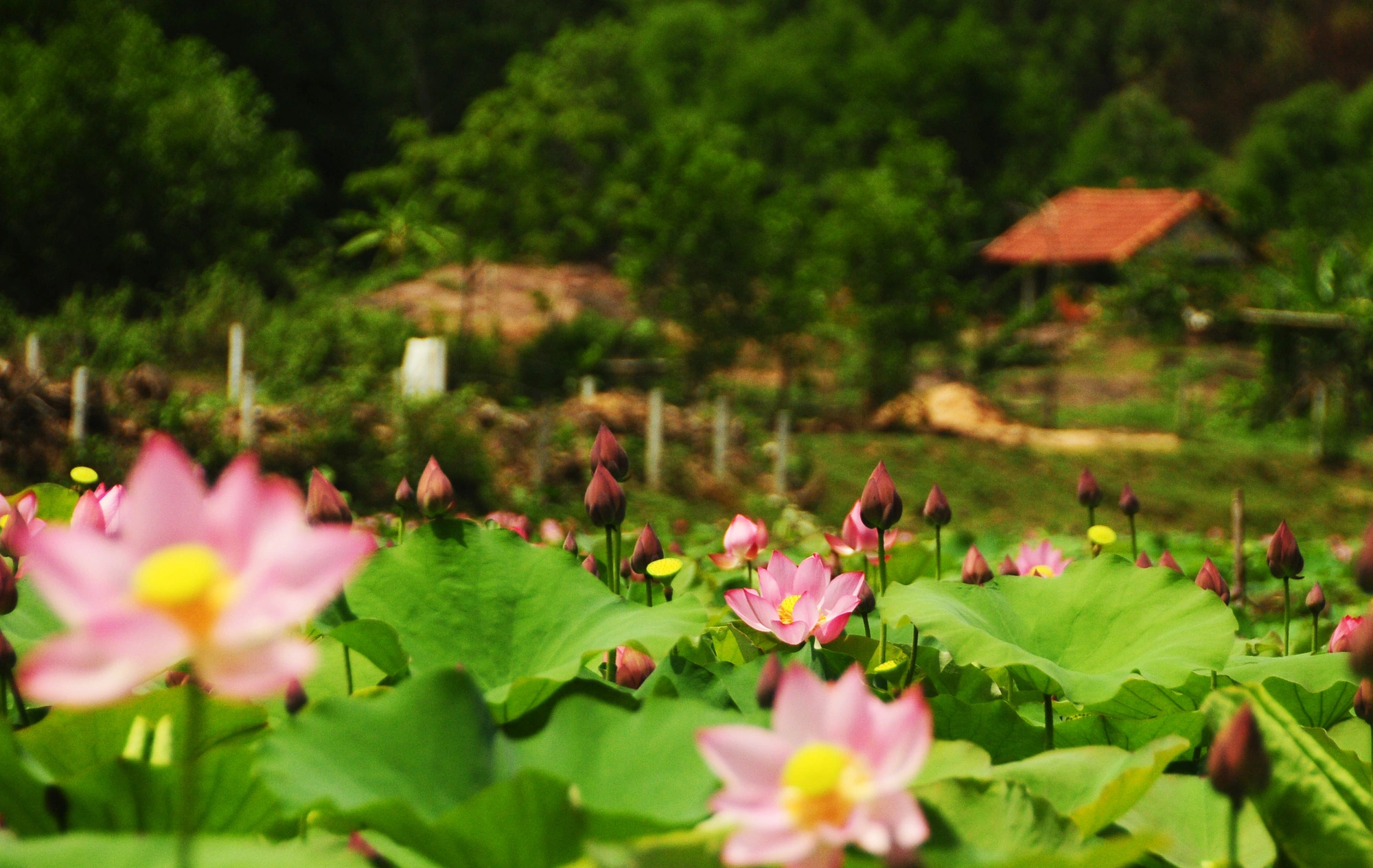 Гигантское поле лотоса, растущее на горе в Куангнаме, цветет - Vietnam.vn