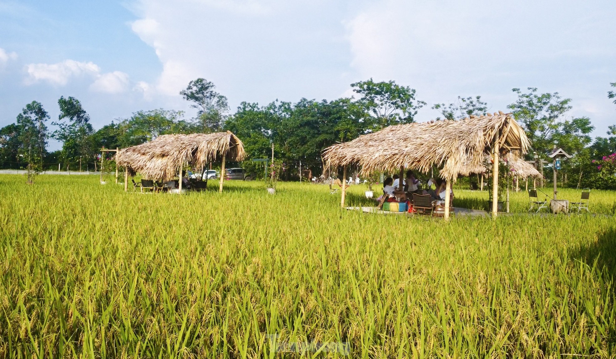 Quán cà phê giữa cánh đồng lúa chín vàng ở ngoại ô Hà Nội thu hút giới trẻ ảnh 2