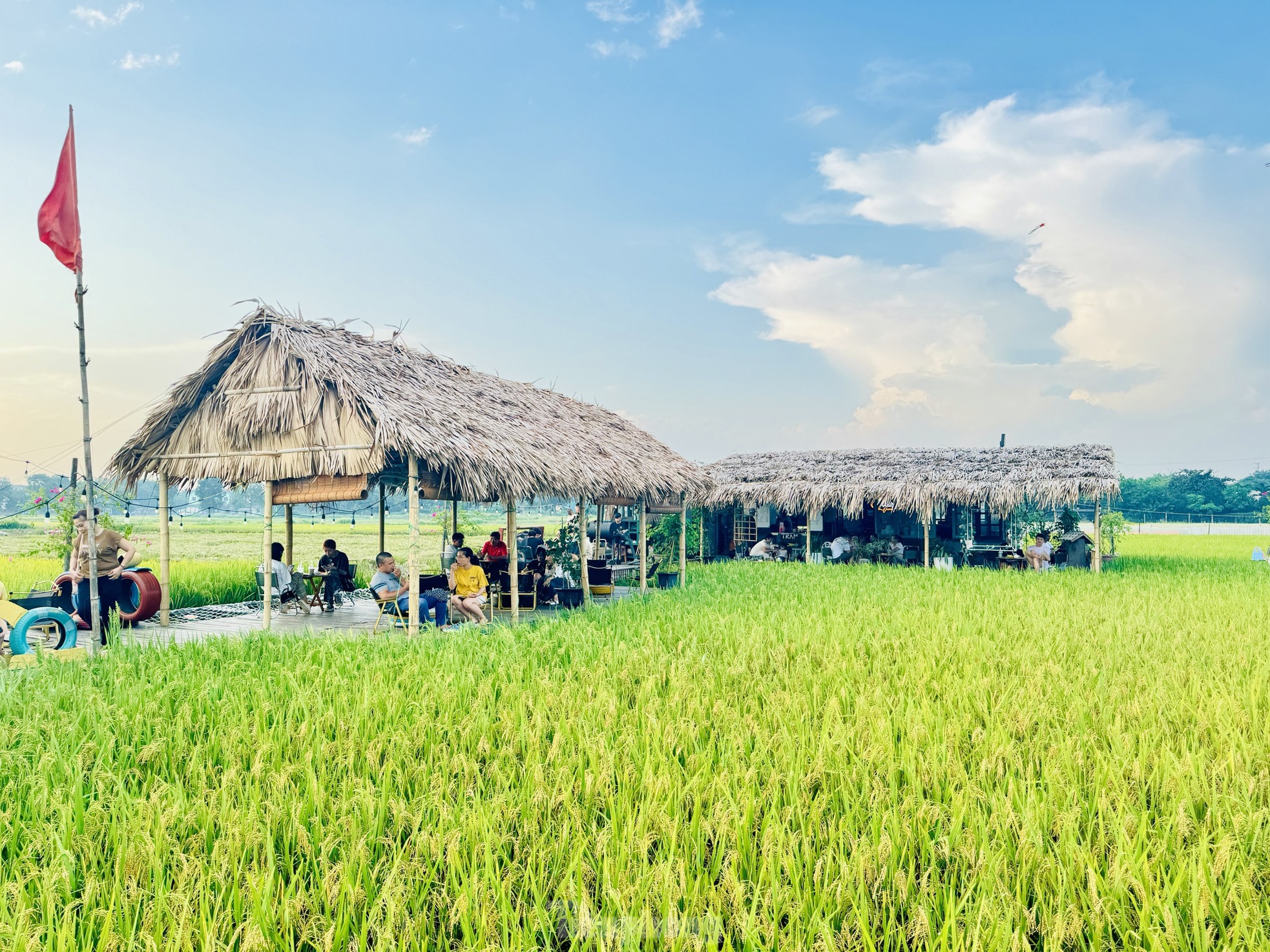 Quán cà phê giữa cánh đồng lúa chín vàng ở ngoại ô Hà Nội thu hút giới trẻ ảnh 3
