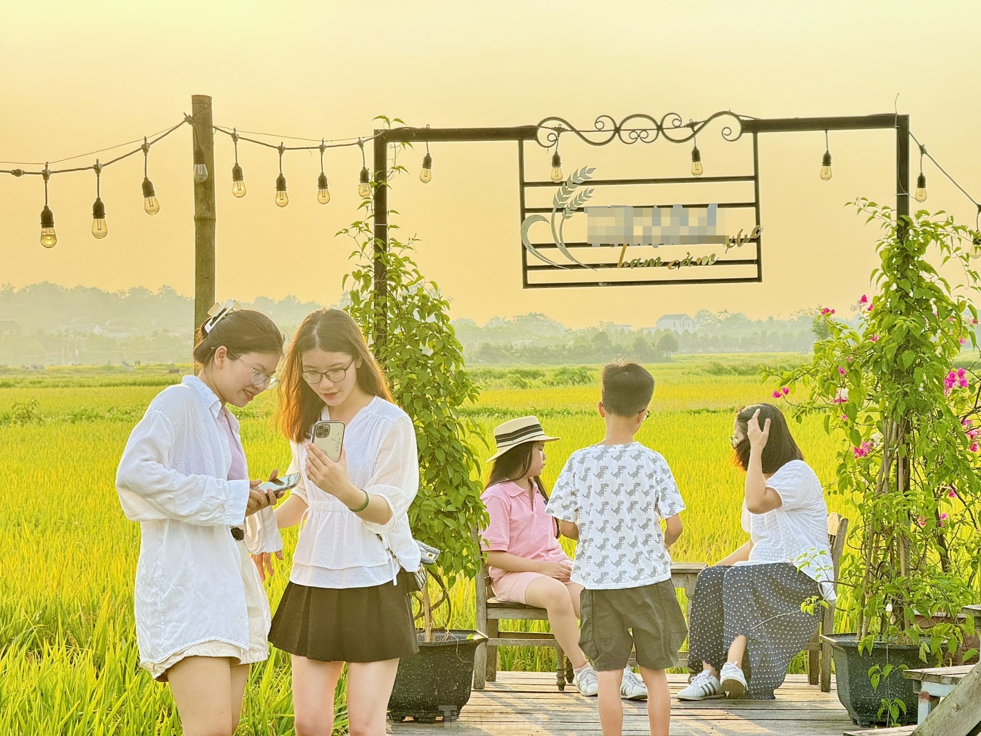 Quán cà phê giữa cánh đồng lúa chín vàng ở ngoại ô Hà Nội thu hút giới trẻ ảnh 13