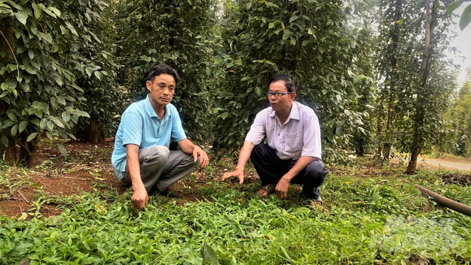 Ông Nguyễn Văn Luận (bên phải) chia sẻ bí quyết canh tác hữu cơ cho các thành viên HTX. Ảnh: Trần Trung.