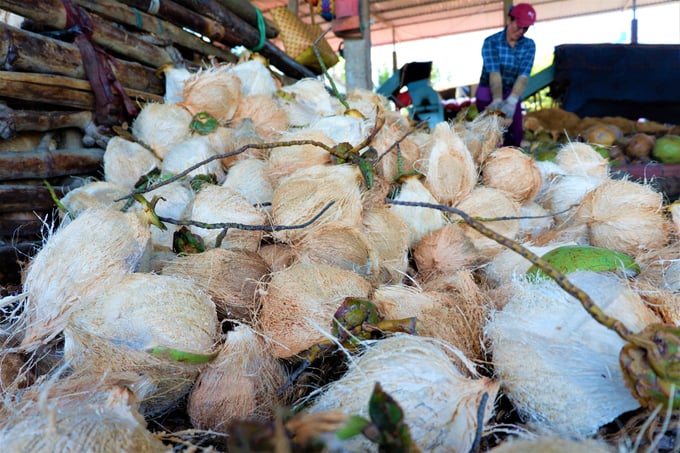 Nếu tận dụng và phát huy tốt quy trình kinh tế tuần hoàn, cây dừa và các sản phẩm từ dừa có thể giúp nông dân, doanh nghiệp gia tăng giá trị rất nhiều lần. Ảnh: Kim Anh.