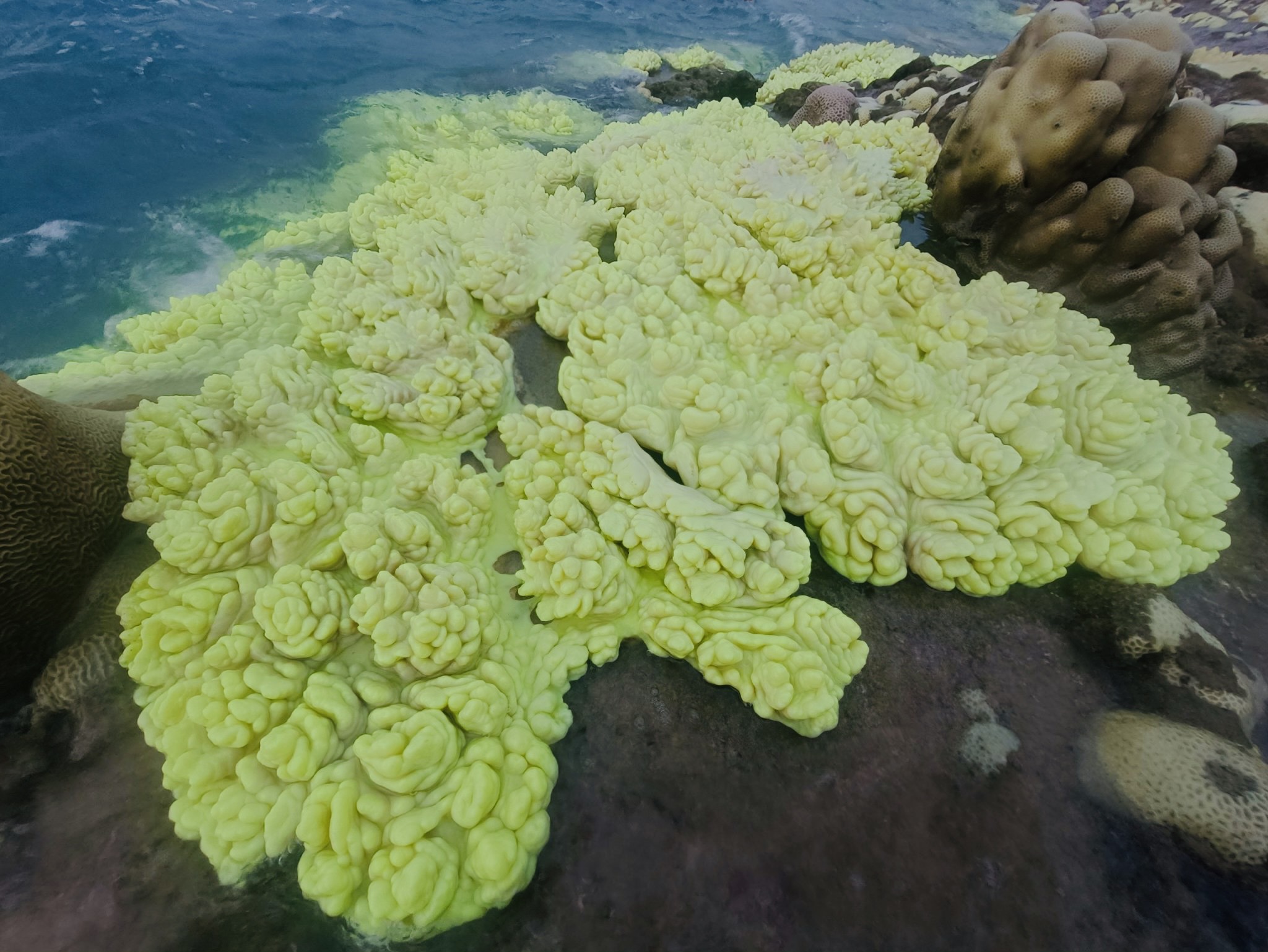 Поражен молодым коралловым рифом, растущим от моря до берега - Vietnam.vn