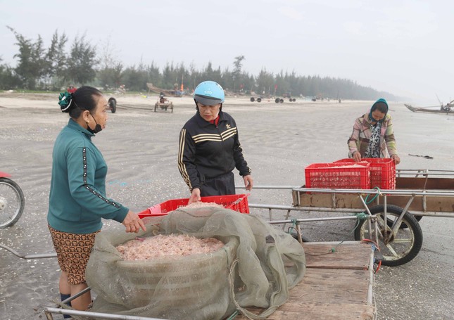 Ngư dân xứ Nghệ rộn ràng mùa thu hoạch ruốc biển ảnh 3