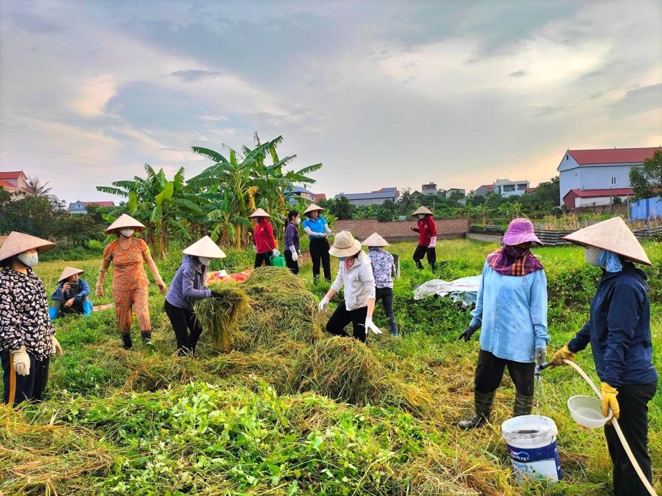 Rác hữu cơ được phụ nữ xã Phù Linh, huyện Sóc Sơn tận dụng để làm phân bón cải tạo đất