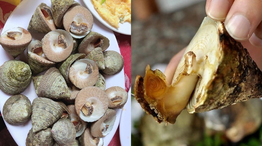 Đi Quy Nhơn - Phú Yên, nhớ mãi những bữa ốc biển "ngập răng": Ốc vú nàng, trinh nữ... còn có một loại "cực phẩm" tiến vua ăn ngon nức nở  - Ảnh 6.