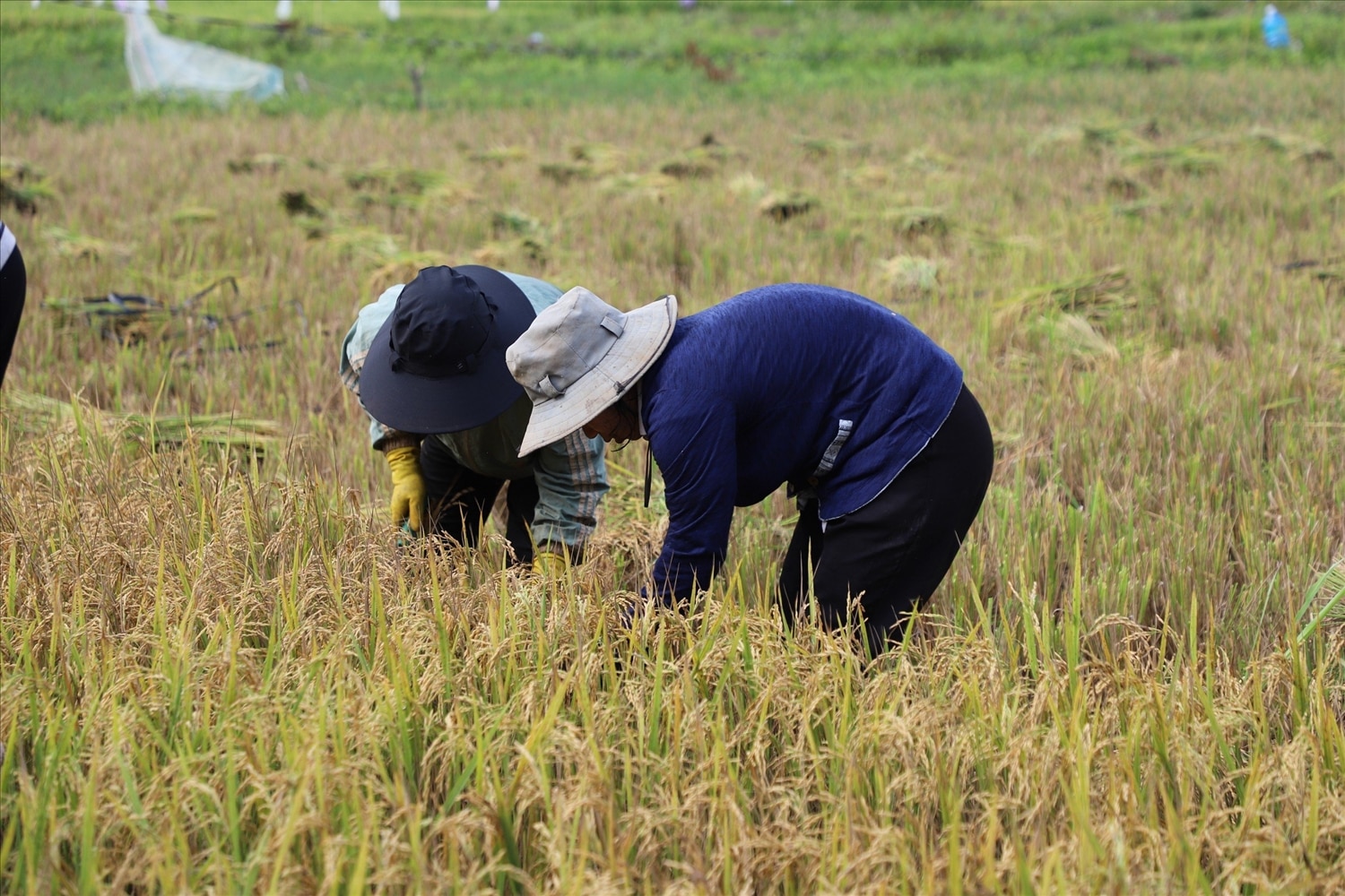 Đồng bào dân tộc Mnông thu hoạch lúa trên cánh đồng bon Pi Nao