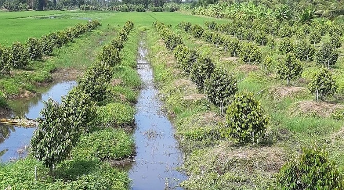 Nông dân ĐBSCL trồng mới sầu riêng trên đất lúa