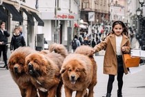 Ngỡ ngàng top 5 giống chó khổng lồ nhất Trái đất