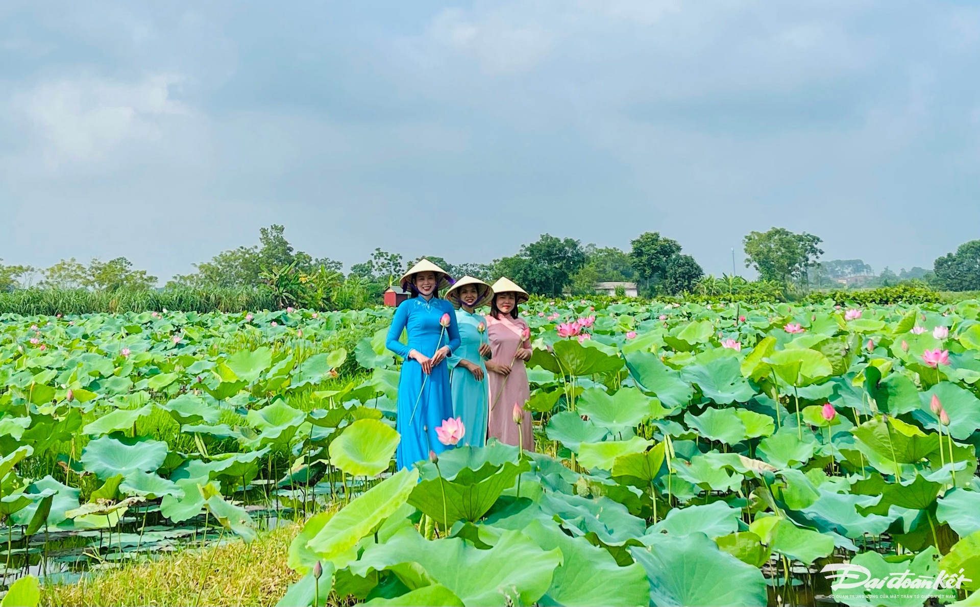 Bên trong thành nhà Hồ ở Thanh Hóa trồng loại hoa sen cổ, mùi thơm ngào ngạt, dân tình tha hồ chụp ảnh- Ảnh 8.