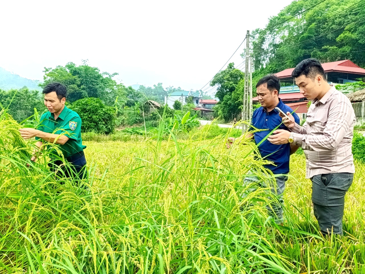 Hàng trăm hộ dân Phú Thọ mất trắng vụ xuân vì mua giống lúa lạ được 