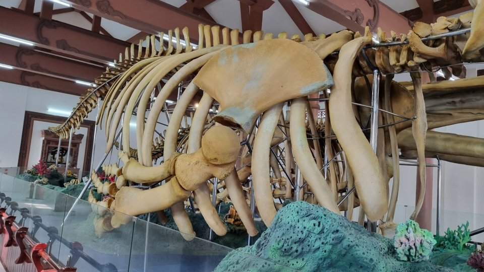Hai bộ xương cá voi được người dân Lý Sơn gìn giữ từ khoảng 250 - 300 năm trước, với chiều dài lần lượt 18m và 22m, cao gần 4m.