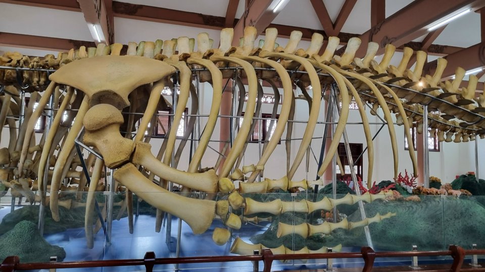Mỗi bộ xương cá voi có 50 đốt xương sống. Đường kính đốt sống lớn nhất trên 40cm, xương đầu dài 4m, xương ngà dài 4,7m.