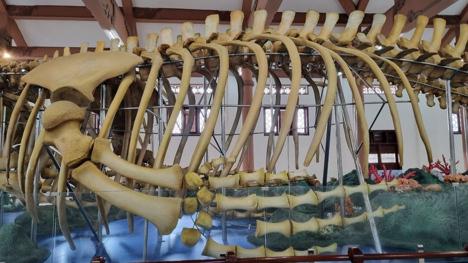 Huyện Lý Sơn hiện có hàng chục bộ xương cá voi có niên đại từ vài chục năm đến hơn 300 năm tuổi. Địa phương đang tập trung khai thác sản phẩm du lịch từ những bộ xương này.