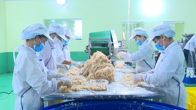Chế biến nông sản tại Công ty TNHH Việt Nam Misaki - một trong những doanh nghiệp được hỗ trợ từ Quỹ APIF. Ảnh: NT.