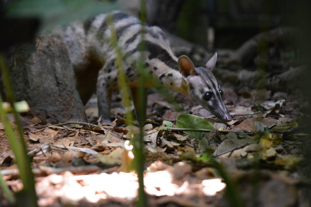 Tin vui đến từ khu rừng phía Ninh Bình, một loài động vật hoang dã sinh hạ thành công 10 con non- Ảnh 7.