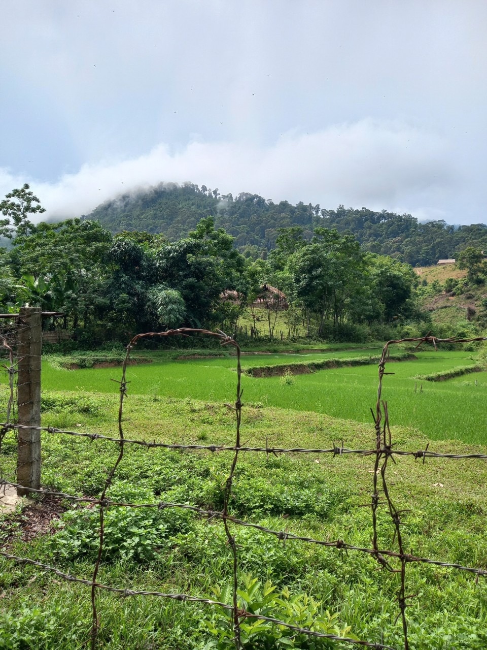 Ruộng lúa nước của người Đan Lai từ chính sách hỗ trợ khai hoang, phục hóa