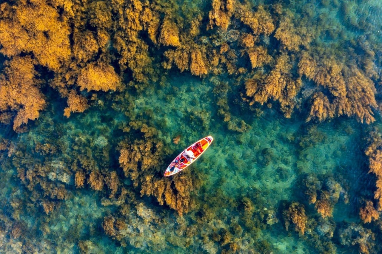 Увидеть весь сезон водорослей - Vietnam.vn