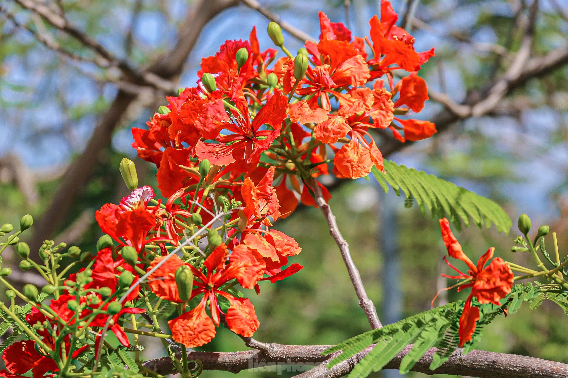 Hoa phượng bung nở rực rỡ ở Đà Nẵng ảnh 5