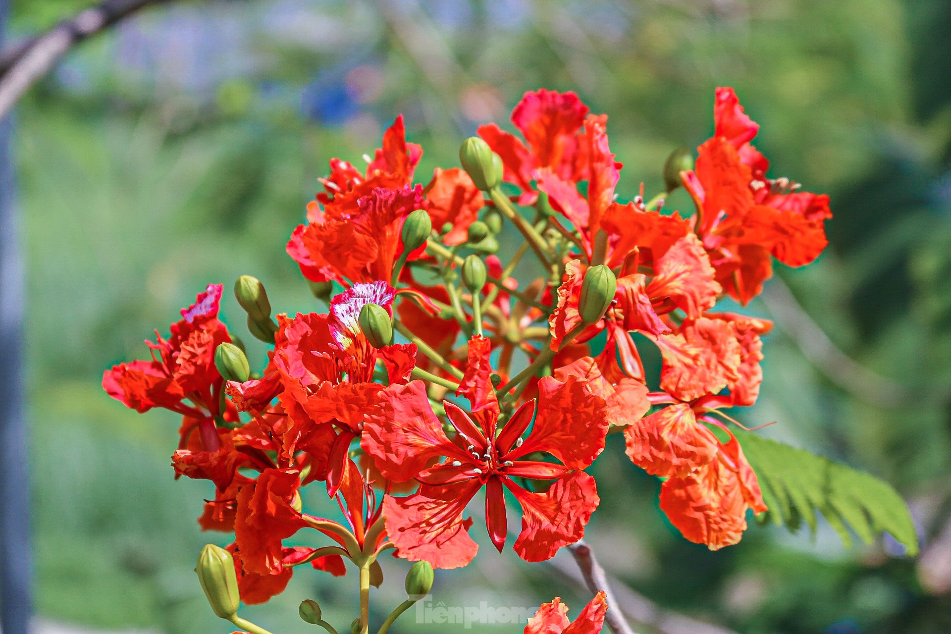 Hoa phượng bung nở rực rỡ ở Đà Nẵng ảnh 6