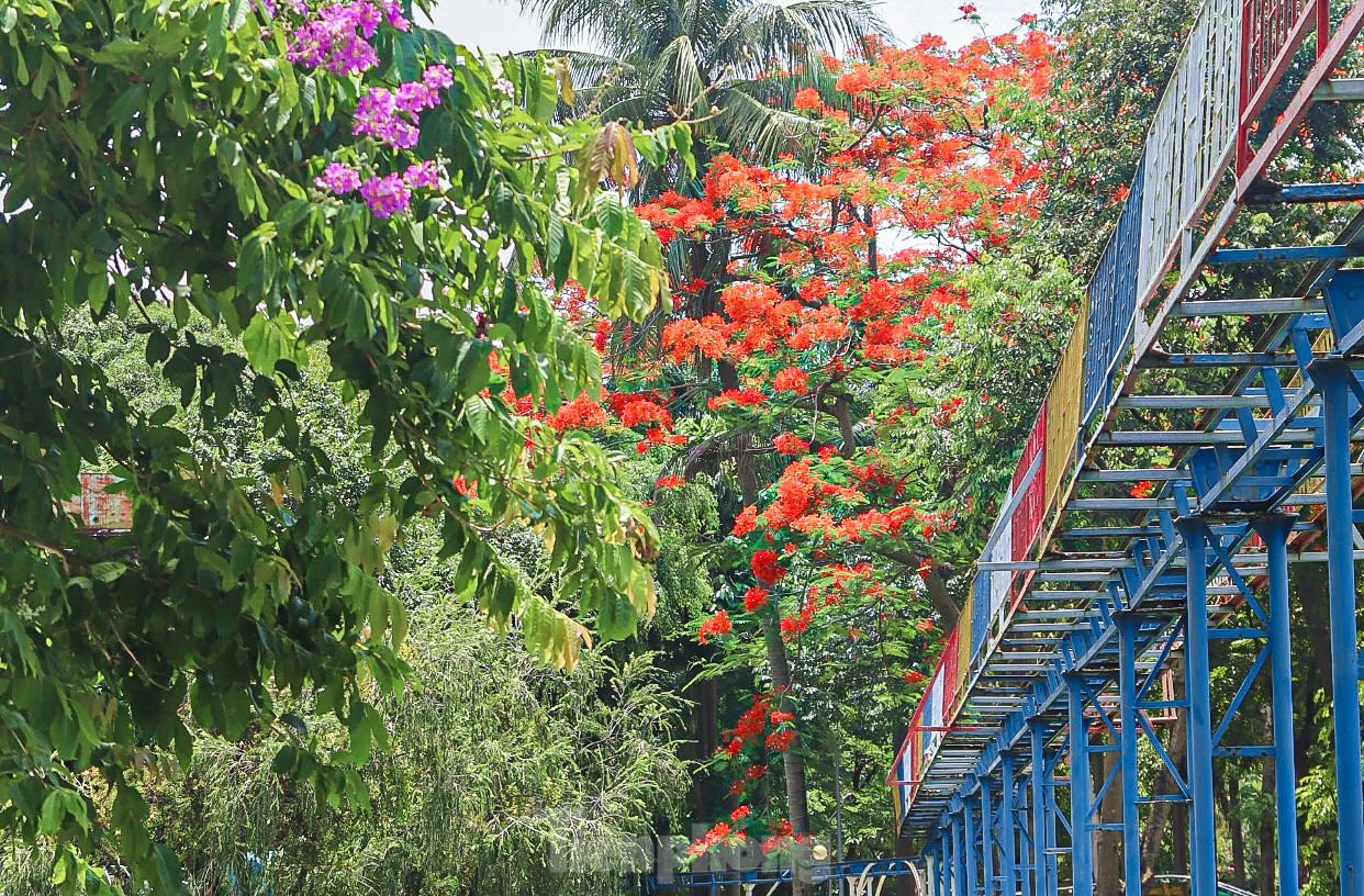 Hoa phượng bung nở rực rỡ ở Đà Nẵng ảnh 15