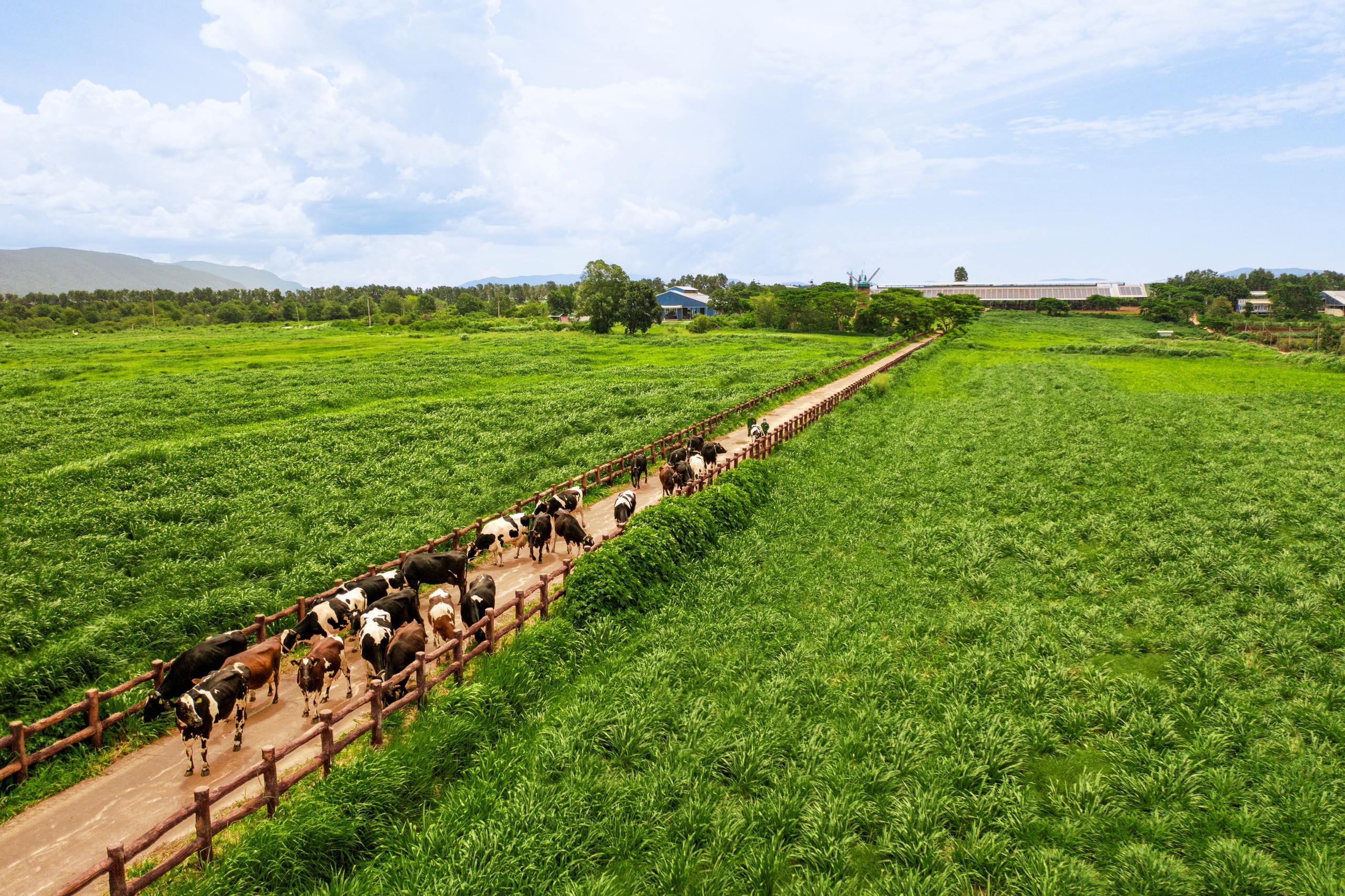 Vinamilk - Doanh nghiệp duy nhất của ngành sữa Việt Nam trong danh sách Fortune 500 Đông Nam Á- Ảnh 4.