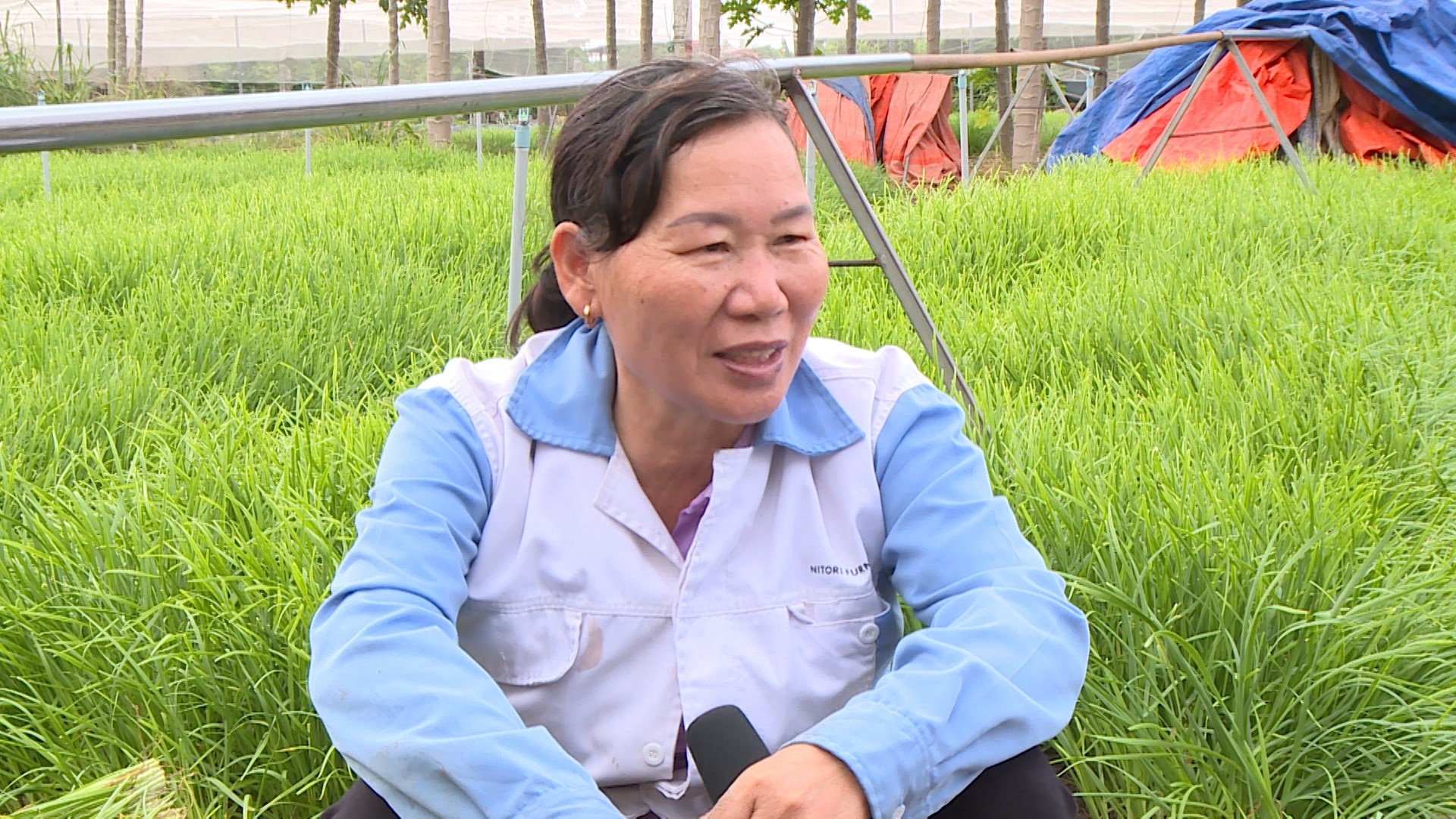 Một nơi ở Bà Rịa-Vũng Tàu, thấy dân ra đồng ngồi cắt loại cây trông như cỏ hoang, ai dè là thứ rau ngon- Ảnh 2.