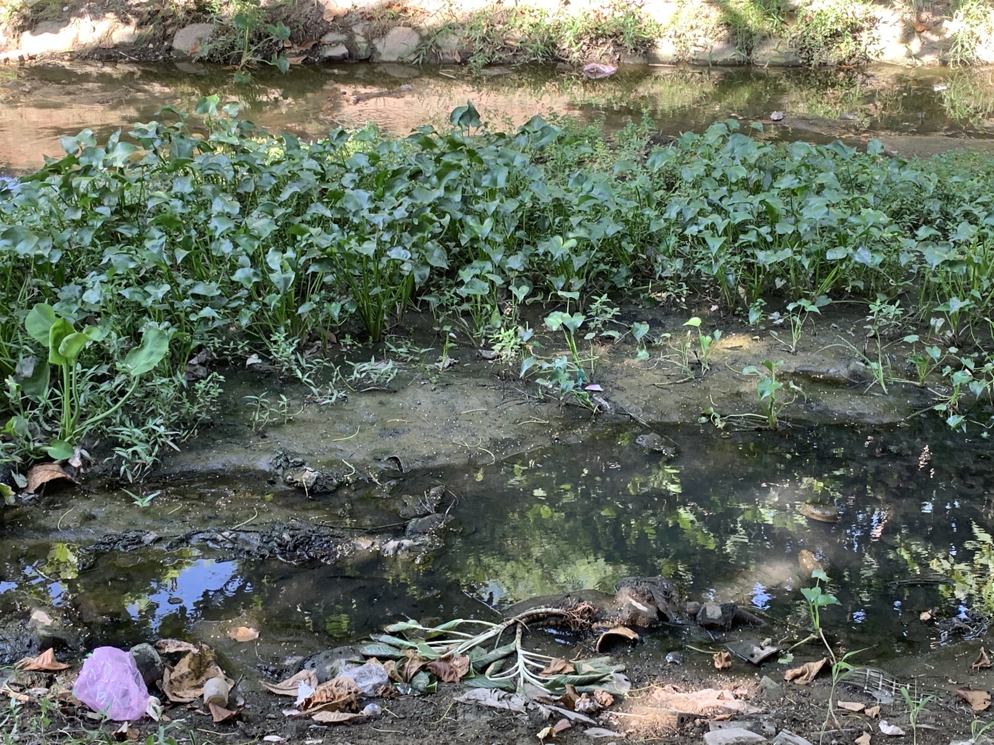 Tuyến kênh hở gây ô nhiễm ở Đà Nẵng được đầu tư hơn 105 tỷ đồng xây công viên ảnh 2
