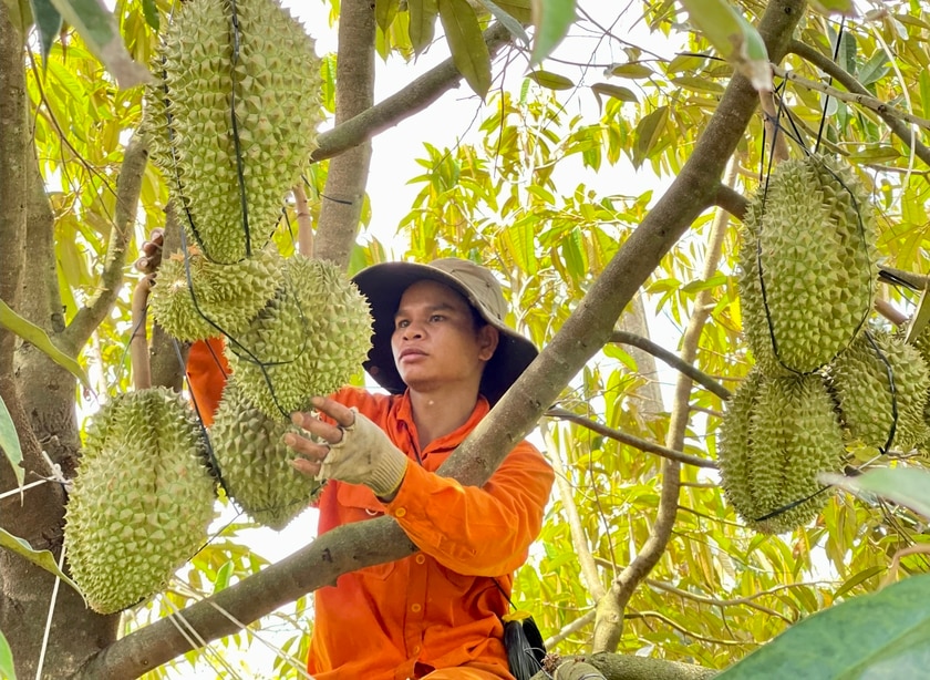 Giá sầu riêng ở Gia Lai tăng cao, nông dân chia sẻ kinh nghiệm ký hợp đồng để đảm bảo lợi ích của mình- Ảnh 2.