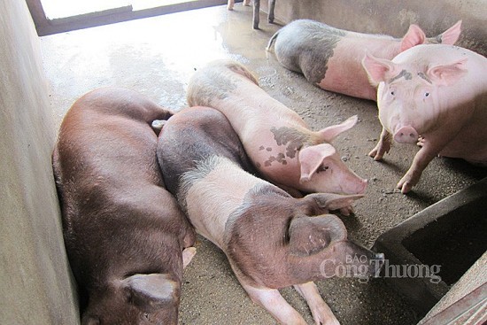 Giá heo hơi hôm nay ngày 23/6/2024: Giao dịch quanh mức 68.000 đồng/kg