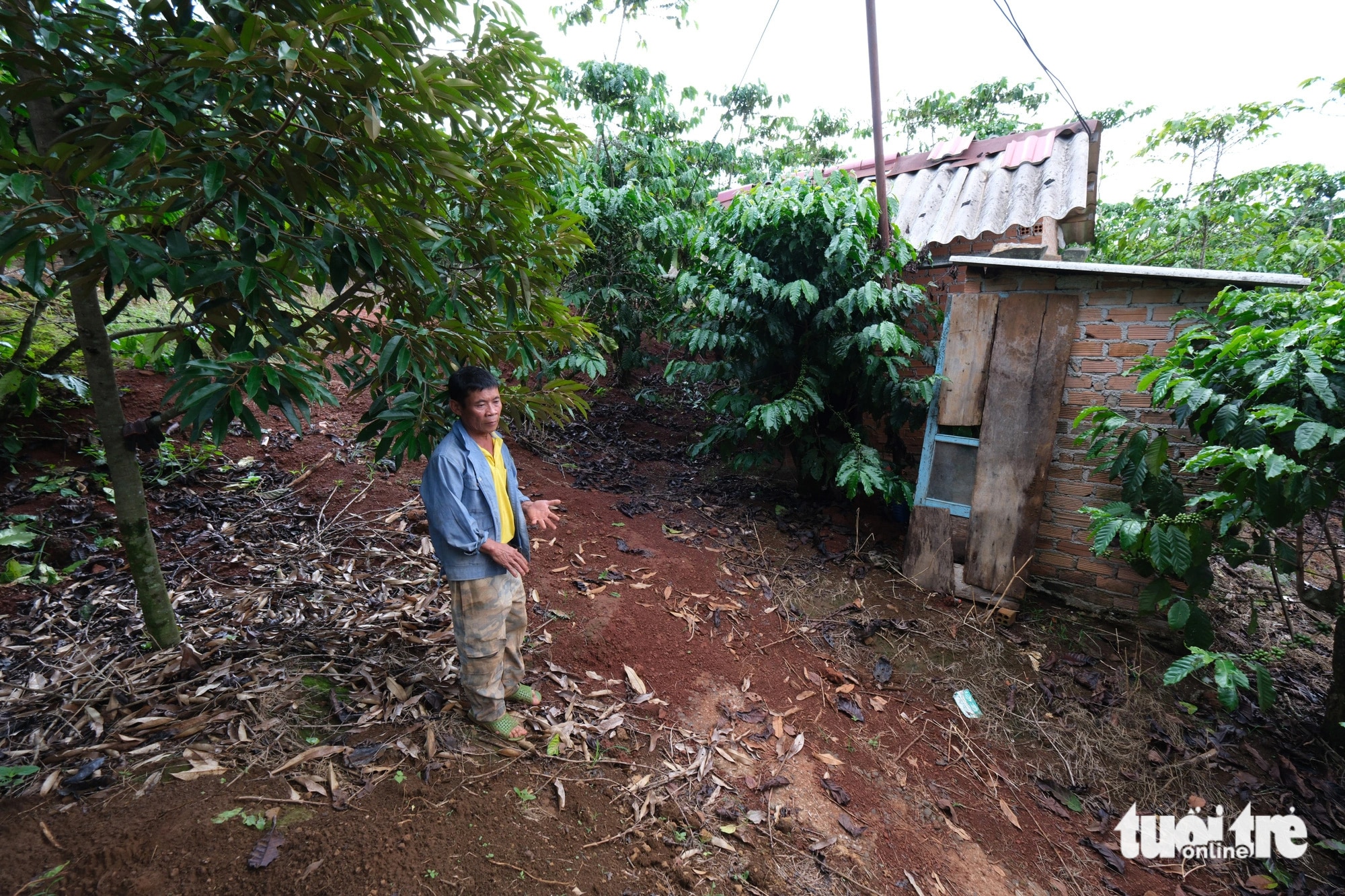 Ông Phạm Văn Chuyển (55 tuổi, xã Lộc Quảng, huyện Bảo Lâm, tỉnh Lâm Đồng) không thể chuyển đổi mục đích sử dụng đất để cắt cho con làm nhà vì vướng Quyết định 866 - Ảnh: M.V.