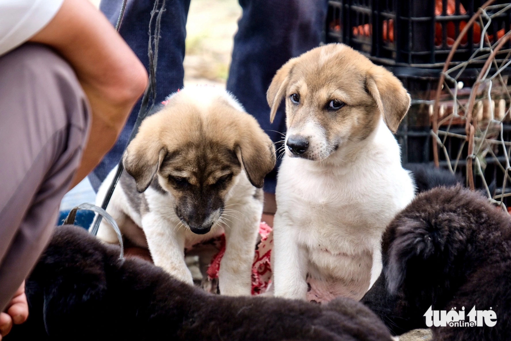 Livestream bán chó ở chợ phiên Bắc Hà, thu nhập bạc triệu mỗi buổi- Ảnh 9.