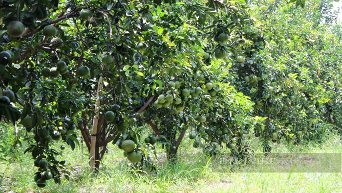 Hiện nay, vùng cây ăn trái có múi tập trung TP.Tân Uyên, huyện Bắc Tân Uyên, chiếm trên 84% diện tích cây ăn trái có múi toàn tỉnh (hơn 8.181ha). Ảnh: Nguyên Vỹ