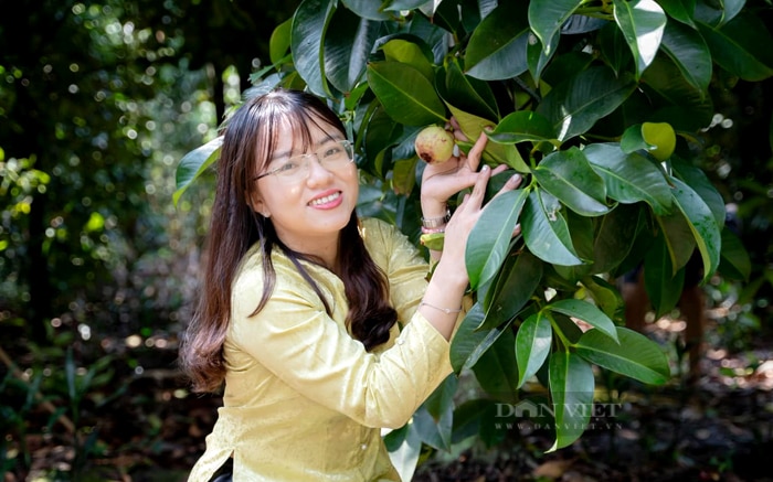 Vùng trồng măng cụt tập trung ở TP.Thuận An. Ảnh: T.L