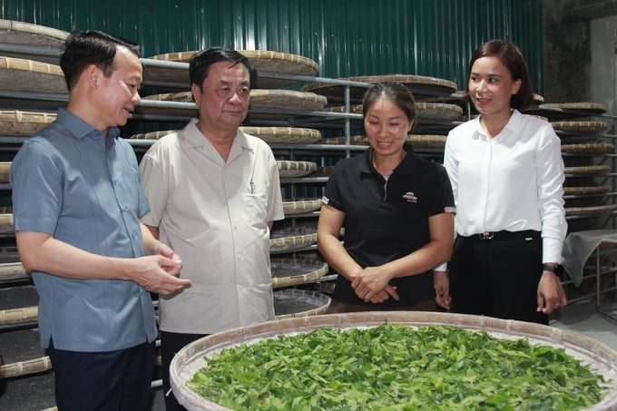 Sau hơn 2 thập kỷ, huyện Trấn Yên đã hình thành vùng trồng dâu nuôi tằm hơn 1.000ha. Ảnh: Thanh Tiến.
