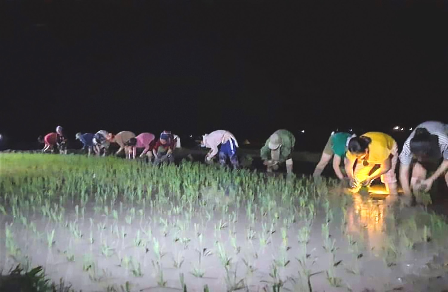Khung cảnh ban đêm trên cánh đồng của người nông dân vùng cao Nghệ An.