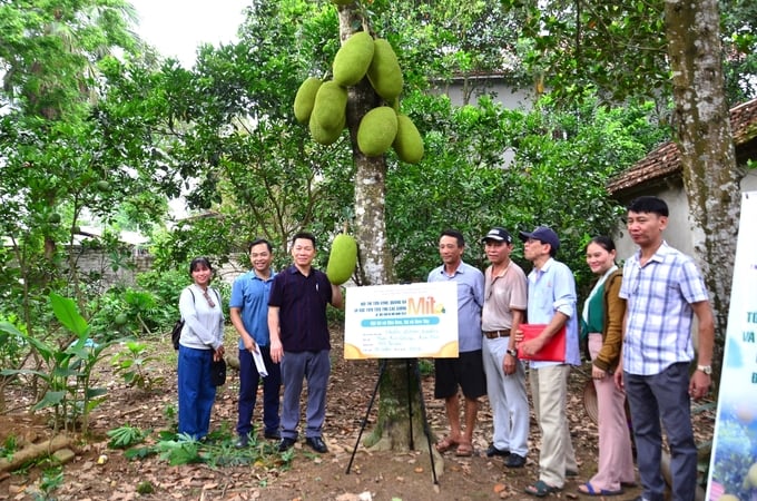 Cây mít 'không một điểm trừ' của anh Trần Đình Khẩn ở xã Kim Sơn, thị xã Sơn Tây. Ảnh: Dương Đình Tường.