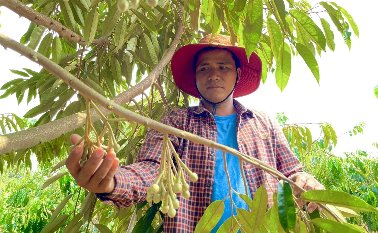 Anh Rơ Châm Tuy (làng Phung) phấn khởi khi vườn sầu riêng rộng gần 2 ha trồng theo hướng VietGAP cho năng suất cao