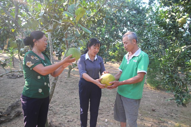 Bí quyết đưa bưởi Múc ra khỏi Lào Cai, giúp người dân phát triển kinh tế ảnh 2