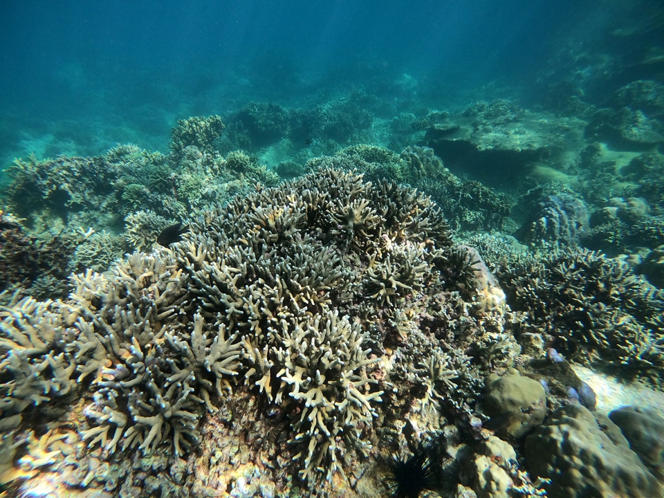 Đầu năm 2024, hệ sinh thái rạn san hô xung quanh Hòn Mun đang trong quá trình phục hồi tốt. Độ che phủ của san hô dao động 30- 50%.