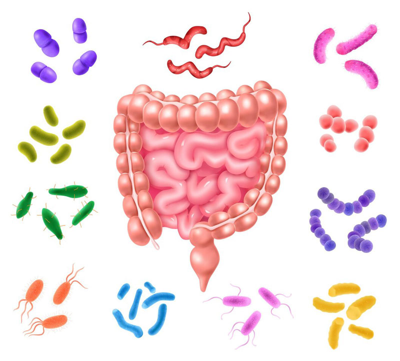 Nhiều loại ký sinh trùng có thể tồn tại trong đường ruột 