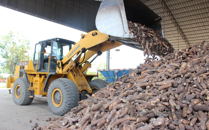 Ngành hàng sắn Việt Nam phát triển còn thiếu bền vững. Tập trung nguyên liệu sắn tươi tại một nhà máy chế biến tinh bột sắn ở Tây Ninh. Ảnh: Nguyên Vỹ