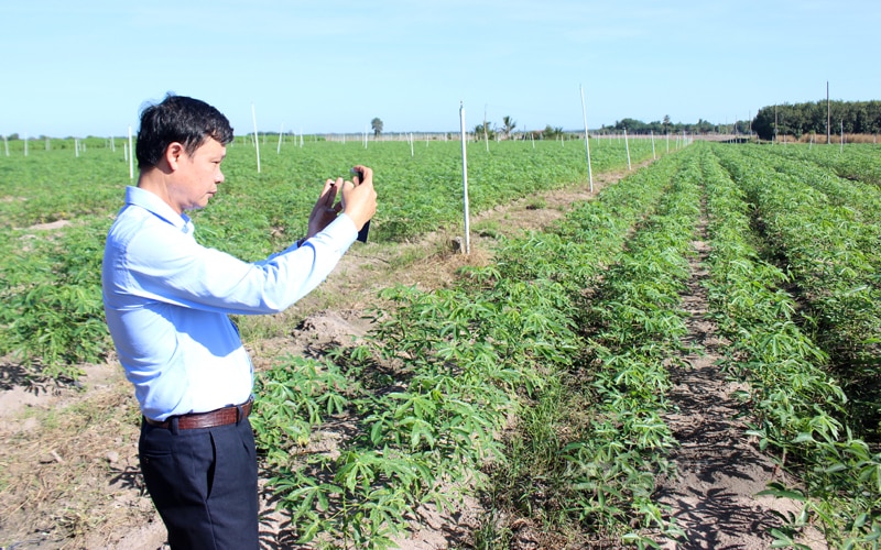 Đề án đã xác định các định hướng phát triển ngành hàng sắn đến năm 2030 và đưa ra các giải pháp toàn diện để triển khai. Lãnh đạo Cục Bảo vệ thực vật khảo sát vùng trồng sắn sạch bệnh ở Tây Ninh. Ảnh: Nguyên Vỹ