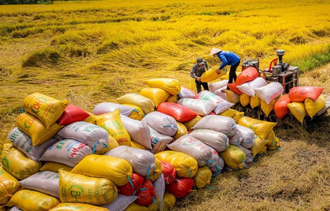 Philippines giảm thuế nhập khẩu gạo: Thời cơ lớn của doanh nghiệp Việt