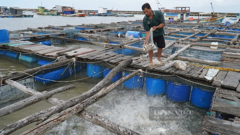 Kiên Giang: Bàn giải pháp phát triển nghề nuôi biển đến năm 2025, tầm nhìn năm 2030- Ảnh 3.