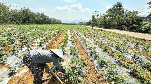 Trồng sắn theo mô hình phủ bạt được nhiều nông dân ở huyện Sông Hinh tham gia.