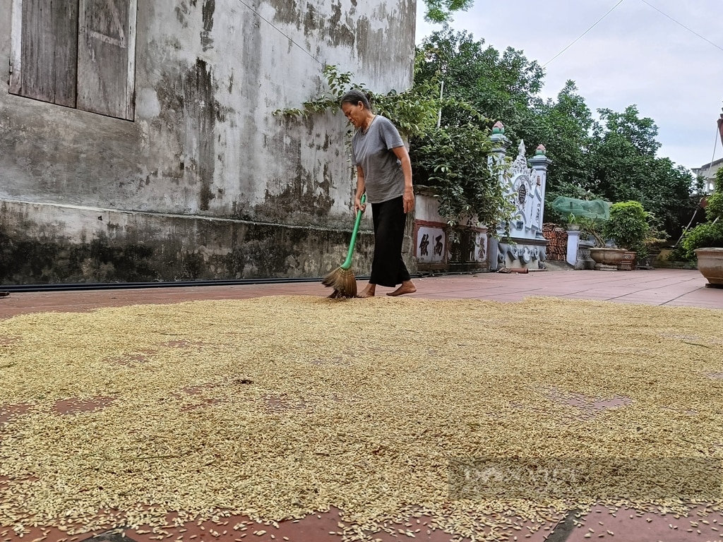 Lúa còn thơm trên đồng, thương lái đã đến tận ruộng đặt tiền mua, nông dân Ninh Bình đợi máy gặt về rồi thu tiền- Ảnh 2.