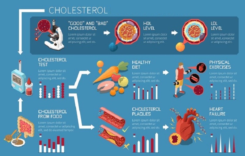 Tác động của chế độ ăn đến chỉ số Cholesterol và Triglycerid