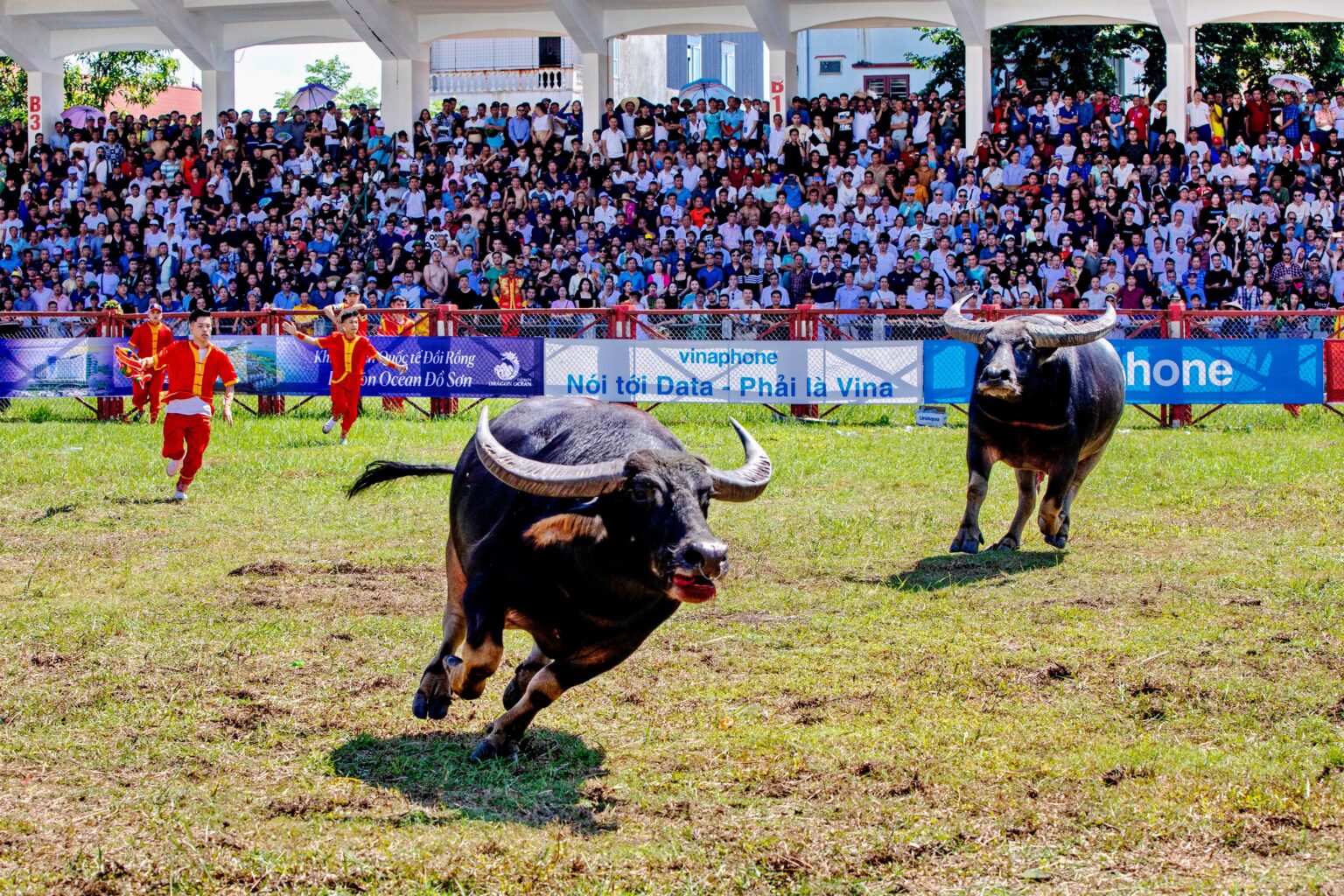 Do Son Buffalo Fighting - Vietnam.vn